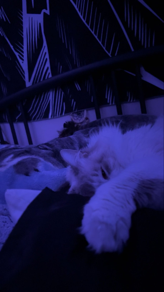 chloebills
