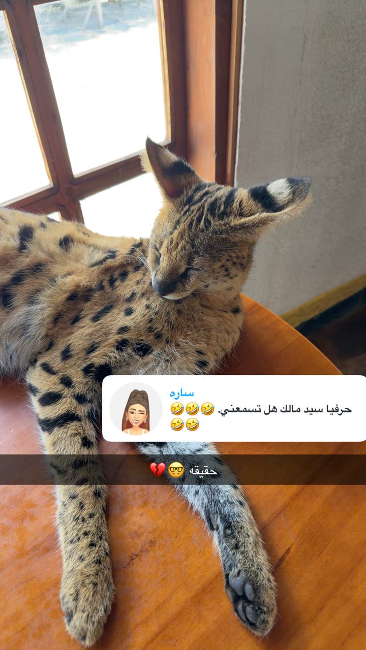 محتوى سناب شات لـ نجلا الودعاني 🧠
