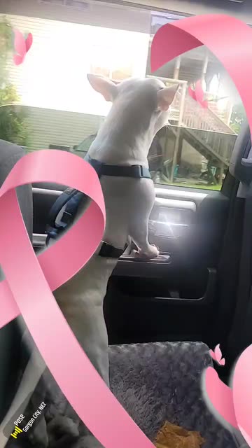 Preview for a Spotlight video that uses the breast cancer Lens