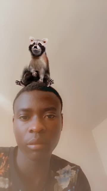 Preview for a Spotlight video that uses the Cute Raccoon  Lens