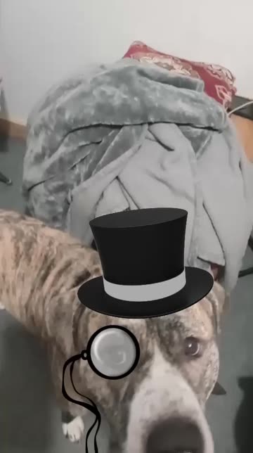Preview for a Spotlight video that uses the POSH PETS Lens