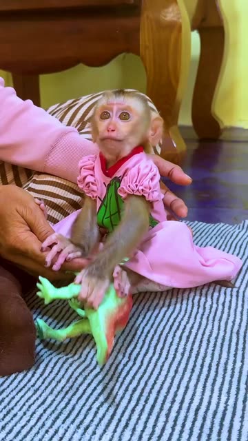 monkey with pink dress Picture of a baby monkey with pink clothes(?) : r/HelpMeFind