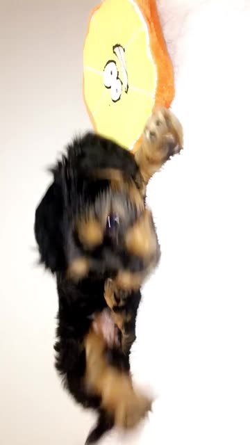 Preview for a Spotlight video that uses the Pet Lens