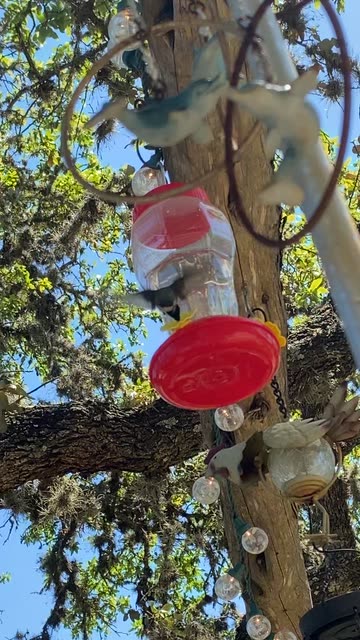 Hummingbird Feeder Setup Videos