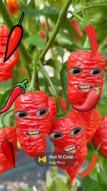 Preview for a Spotlight video that uses the Chili Pepper Face Lens