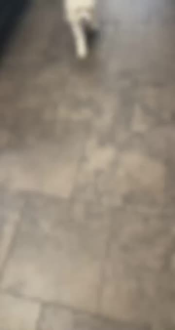 Preview for a Spotlight video that uses the Blury Background Lens