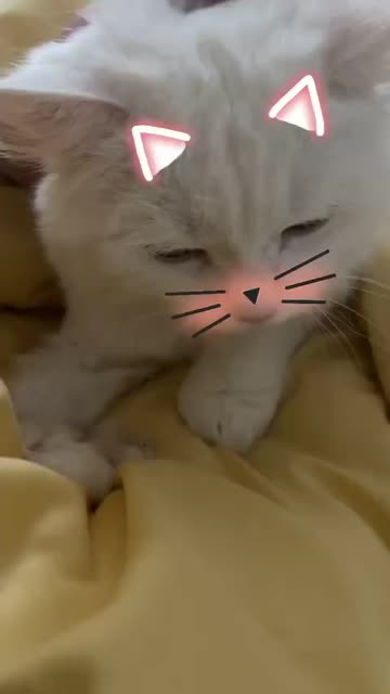 Preview for a Spotlight video that uses the CATS RULE Lens