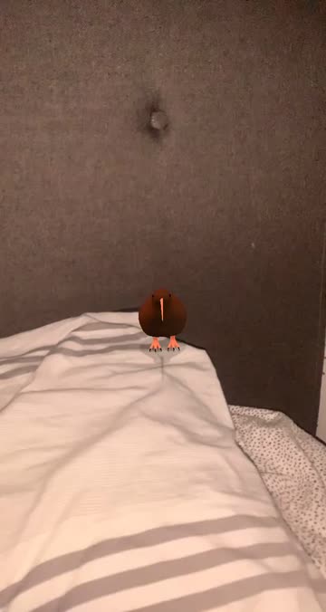 Preview for a Spotlight video that uses the Kiwi Bird Lens
