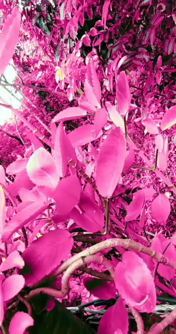 Preview for a Spotlight video that uses the pink leaves Lens