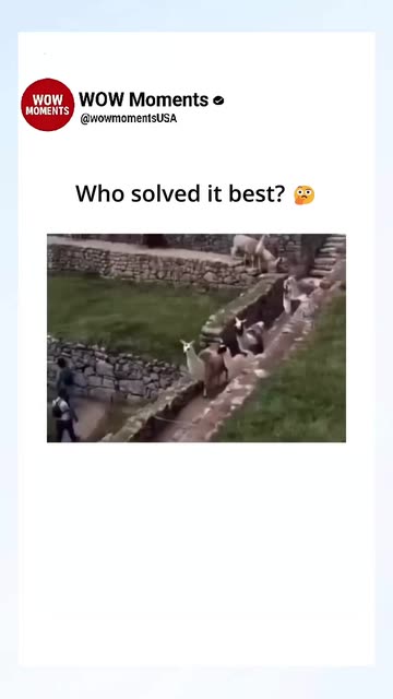 Funny Meme Moments