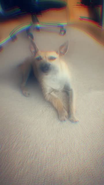 Preview for a Spotlight video that uses the Distortion Lens