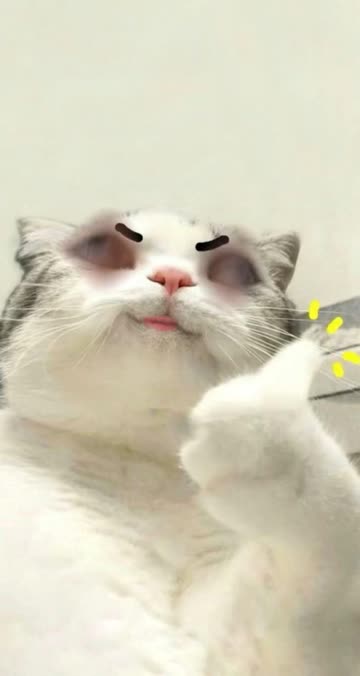 Preview for a Spotlight video that uses the cat thumbs up Lens