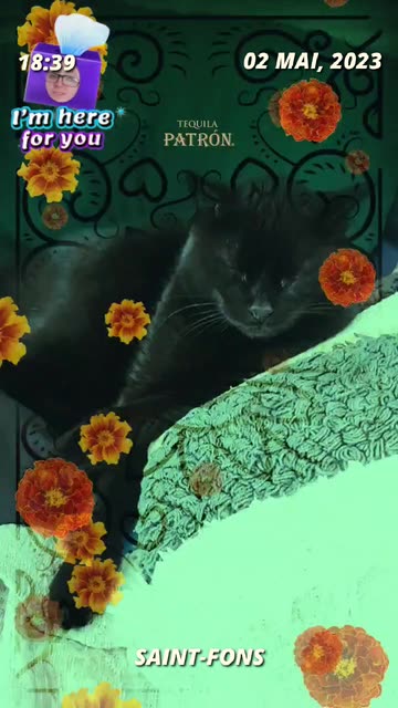 Preview for a Spotlight video that uses the Dia De Muertos Lens