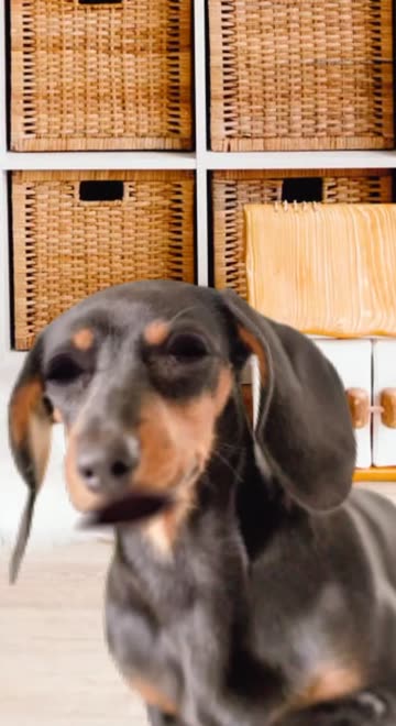 Preview for a Spotlight video that uses the Dachshund at Home Lens