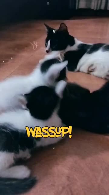 Preview for a Spotlight video that uses the Wassup miami Lens