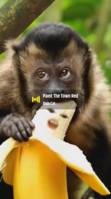 Preview for a Spotlight video that uses the monkey banana Lens
