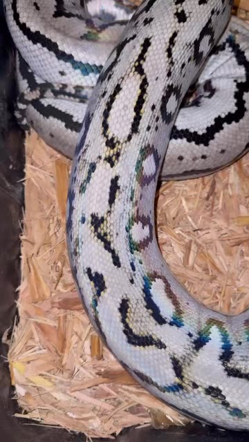 Phylogeny Reptilia