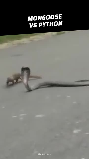 Animalogic
