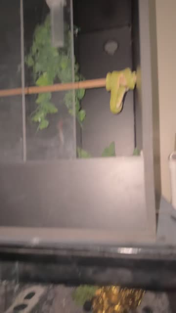 🐍 Snake Pics🕷️🕸️