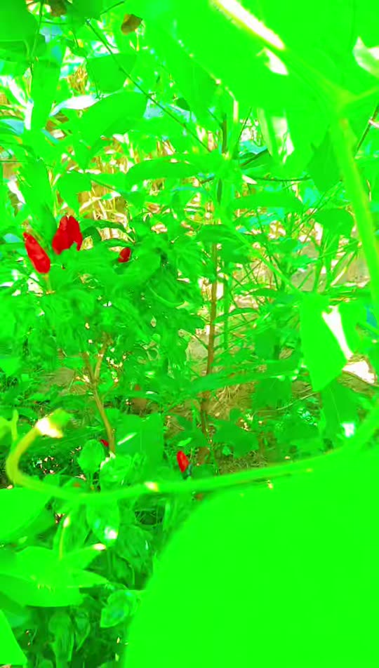 yashminsha