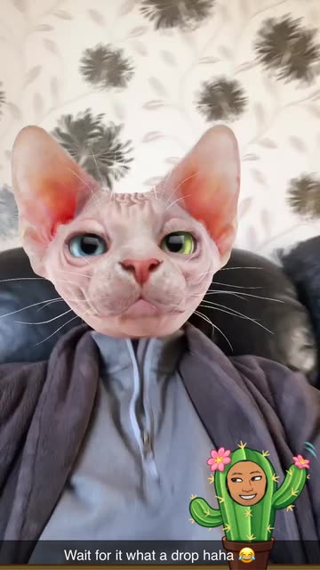 Preview for a Spotlight video that uses the Sphinx Cat Lens