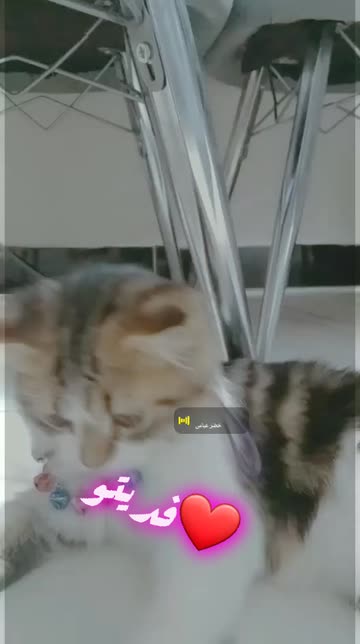 Preview for a Spotlight video that uses the Candy Lens
