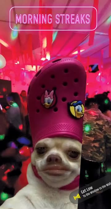 Preview for a Spotlight video that uses the Crocs Dog Lens