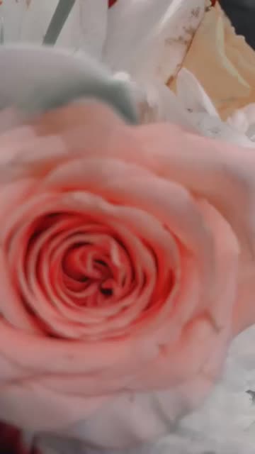 Preview for a Spotlight video that uses the ZD Flter Lens