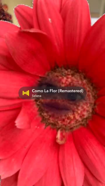 Preview for a Spotlight video that uses the Red Sunflower Face Lens