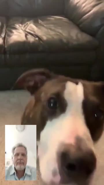 Preview for a Spotlight video that uses the Doggy Call Lens