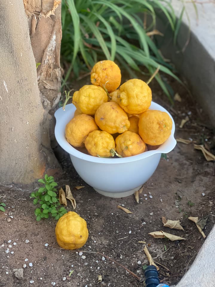 محتوى سناب شات لـ مها الصيخان 🍃☕️🎨