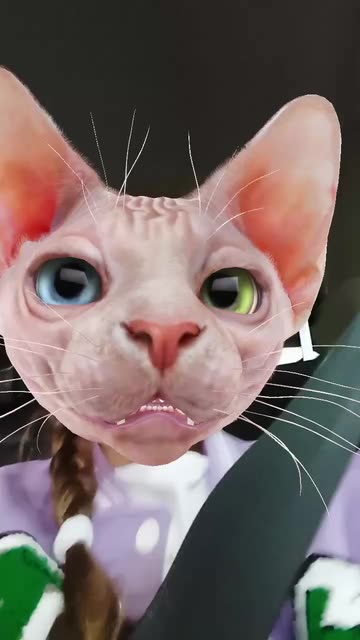 Preview for a Spotlight video that uses the Sphinx Cat Lens