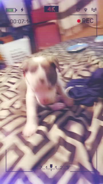 Preview for a Spotlight video that uses the Record  Lens