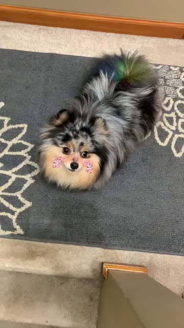 Preview for a Spotlight video that uses the care bear Lens