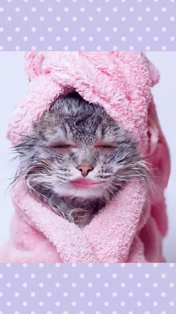 Preview for a Spotlight video that uses the Wet Cat Lens
