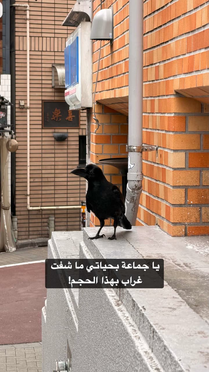 محتوى سناب شات لـ راكان الشايع