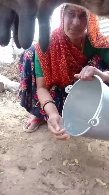Woman Milking Cow Videos