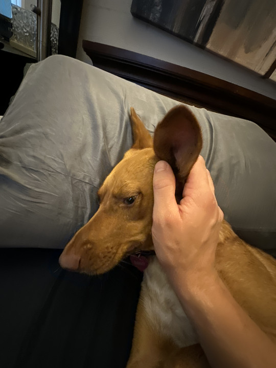 jakedog9