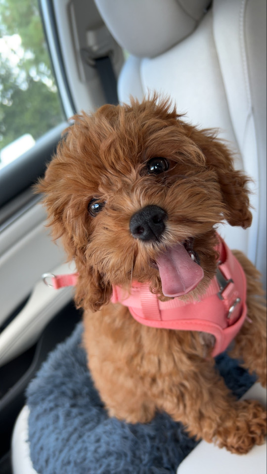 maddie-maries