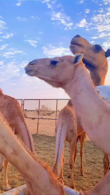 Preview for a Spotlight video that uses the view CAmeL HDR Lens
