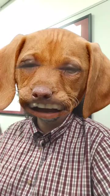Preview for a Spotlight video that uses the Dachshund Dog Face Lens