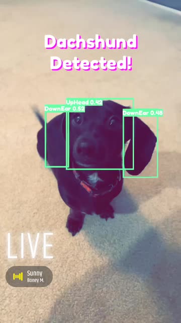 Preview for a Spotlight video that uses the Dachshund Detector Lens