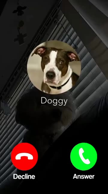 Preview for a Spotlight video that uses the Doggy Call Lens