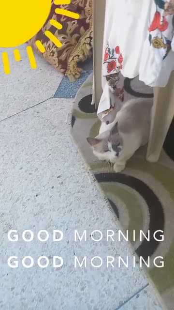 Preview for a Spotlight video that uses the Goodmorning Lens