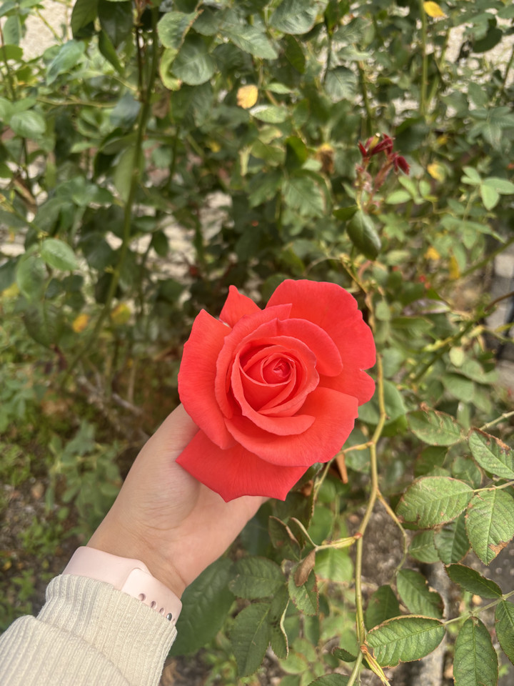 قصة سناب شات للحساب jojo_jane2 رقم 89