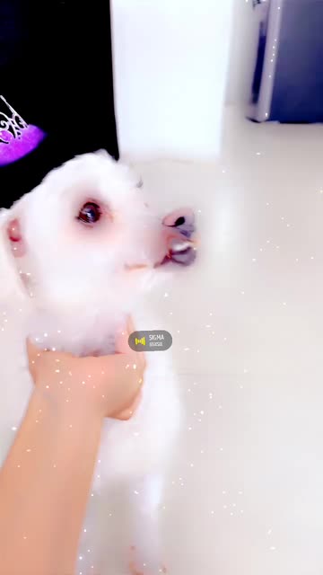 Preview for a Spotlight video that uses the Morphing Queen Lens