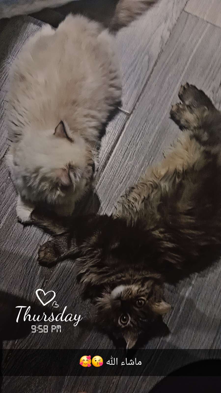 محتوى سناب شات لـ 🕊
