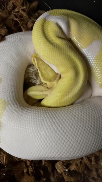 SnakeBites RNR
