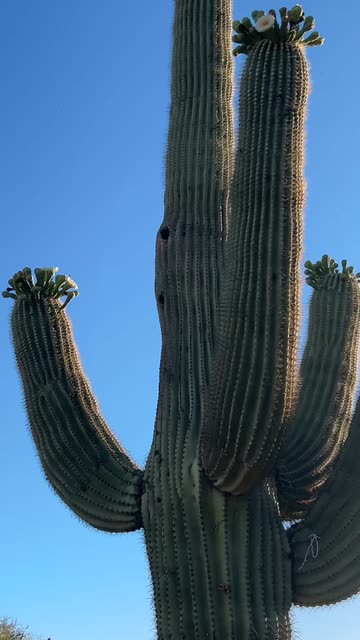 dracaena spikes Dracaena 