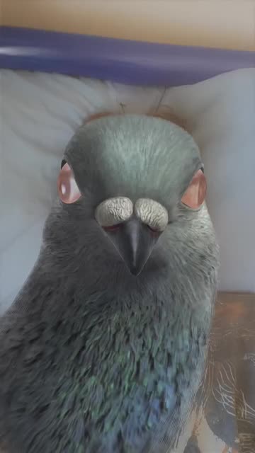 Preview for a Spotlight video that uses the Pigeon Lens